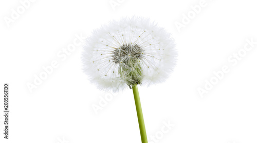 Bild auf Leinwand Fluffy white dandelion seed head on green stem