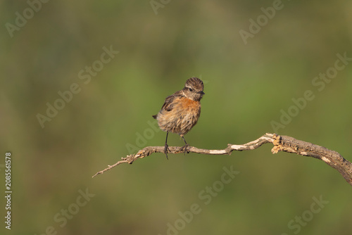 European stonechat (Saxicola rubicola) perched on a bare twig in El Taray, Spain. Wildlife stock photography with a beautiful, soft green bokeh background.