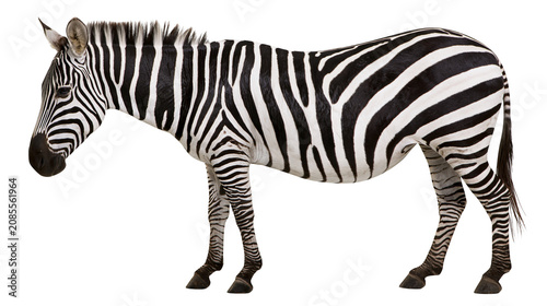 Foto Zebra with black and white stripes standing profile view
