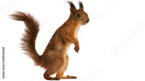 Fotografía Red squirrel standing on hind legs with bushy tail raised