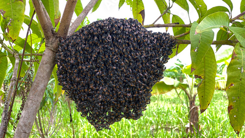 Foto Close-up of a massive wild bee swarm gathering and hanging on a tree branch with