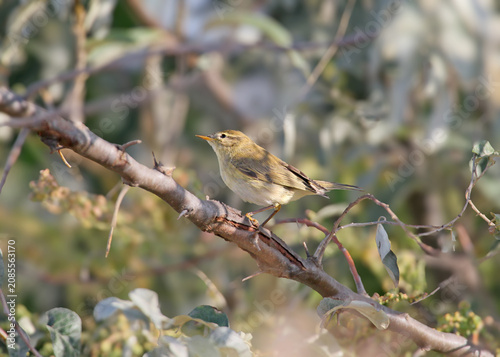 Obraz na plátně A Willow Warbler (Phylloscopus trochilus) perched on a slanted thorny branch of a Russian olive bush