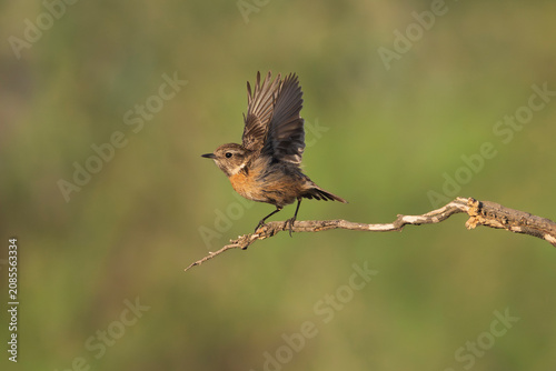 European stonechat - Saxicola rubicola flapping its wings on a branch in El Taray, Spain. Small songbird stock photography featuring active behavior and a soft green bokeh background.
