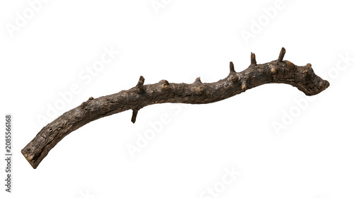 Canvas Print Curved gnarled tree branch with small twigs