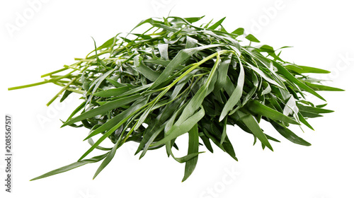 Foto Fresh green tarragon herb bunch