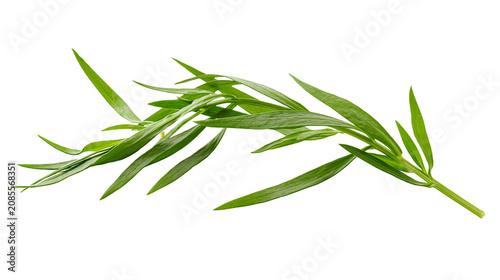 Photos Fresh green tarragon herb sprig with slender leaves