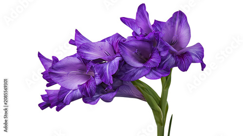 Purple Gladiolus Flowers with Green Stems