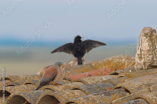 Fotografie Male lesser kestrel (Falco naumanni) perched on a tiled roof with a blurred spotless starling (Sturnus unicolor) in the background, El Taray, Spain
