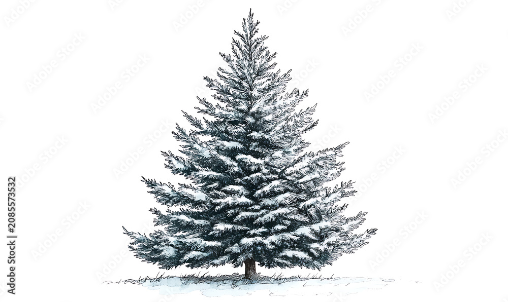 Fototapeta premium Natural tree or leaf isolated white background for decorate