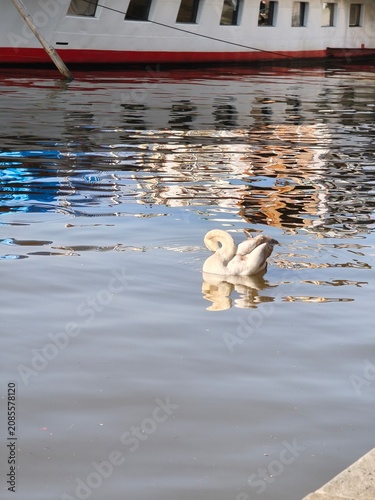 Obraz na płótnie Young cygnet swan swimming in the Vltava river with beautiful colorful reflectio