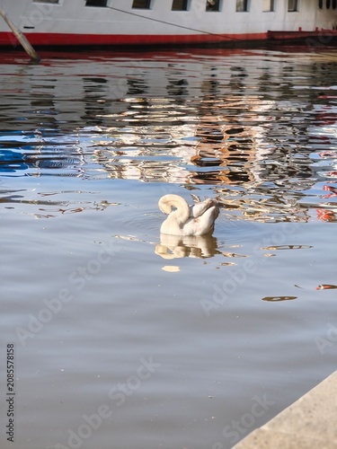 Fotografie Young cygnet swan swimming in the Vltava river with beautiful colorful reflectio