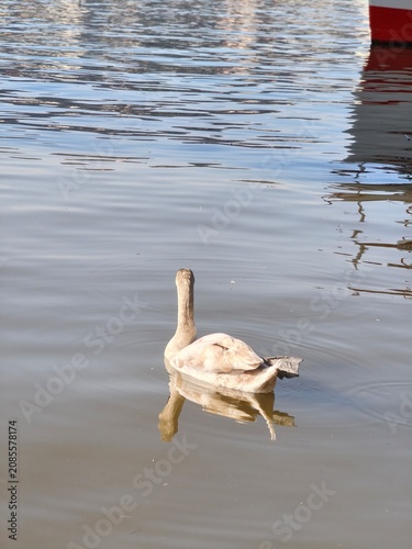 Fotografie Young cygnet swan swimming in the Vltava river with beautiful colorful reflectio