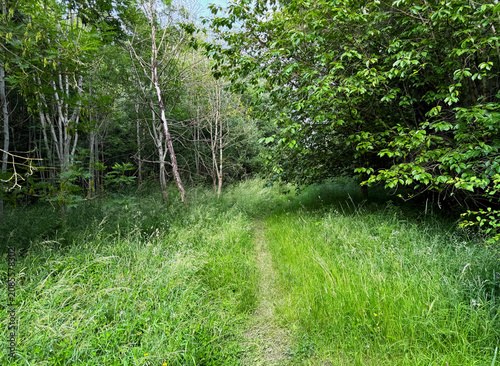 A peaceful pathway winds through lush greenery in a quiet forest, where towering trees and thick overgrown grass create a calm and soothing natural setting in Clayton, Bradford, UK.