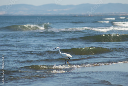 Tableau sur toile Airone osserva le prede nel mare
