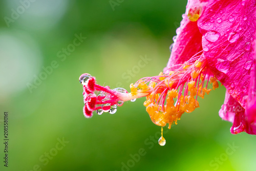 Canvastavla Macro of Hibiscus Rosa-Sinensis with Morning Dew Drops; Malaysia’s National Flow
