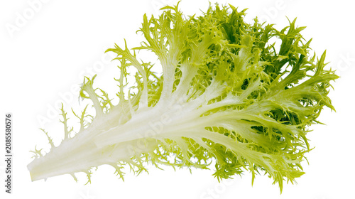Foto Frilly green endive leaf with white stem