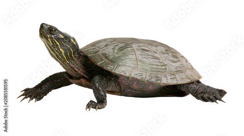 Foto Painted turtle with yellow stripes on neck and shell