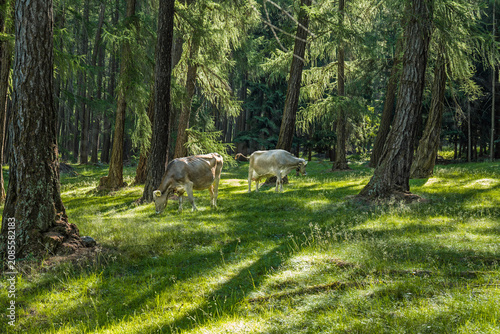 Quadro su tela Kühe grasen in saftigem alpinem Wald