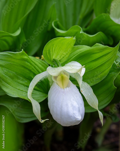 Like a tiny woodland lantern, the rare white lady's slipper orchid opens beneath emerald leaves. White lady's slipper orchid (Cypripedium reginae 'Alba') in full bloom. 
