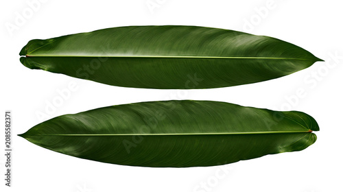 Fotografie Two large green Heliconia leaves with prominent veins