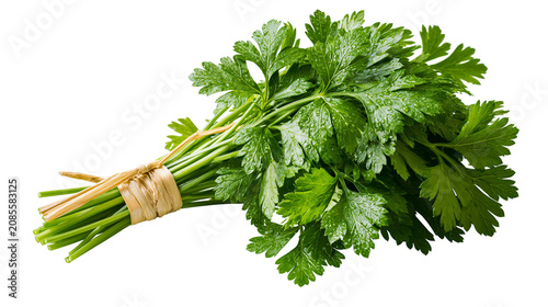 Fotografie Fresh green parsley bunch tied with twine