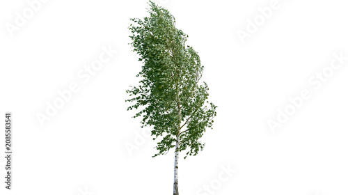 Vászonkép Birch tree with green leaves swaying in the wind