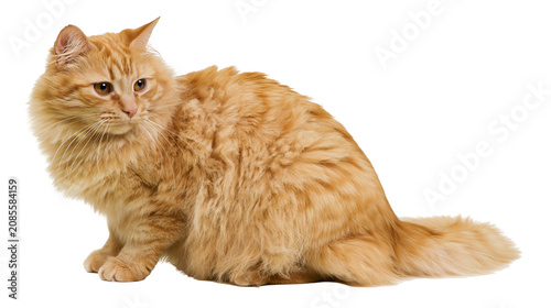 фотографія Fluffy orange tabby cat sitting