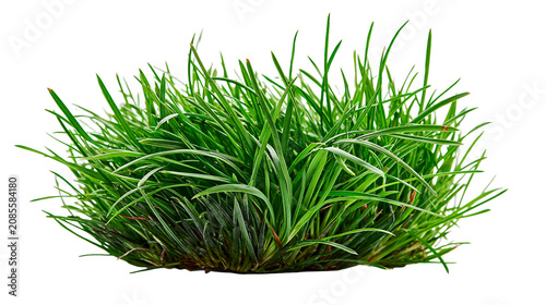 Quadro su tela Lush green grass clump with thin blades
