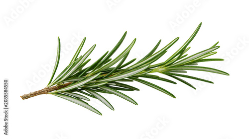 Cuadro en lienzo Fresh rosemary sprig with green needles and woody stem