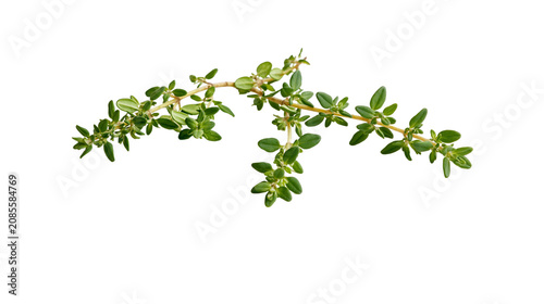 Fresh thyme herb sprig with small green leaves