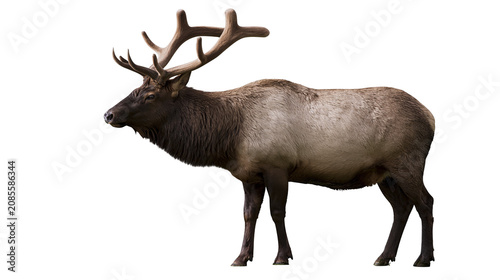 Fotografía Majestic bull elk with large antlers standing profile view