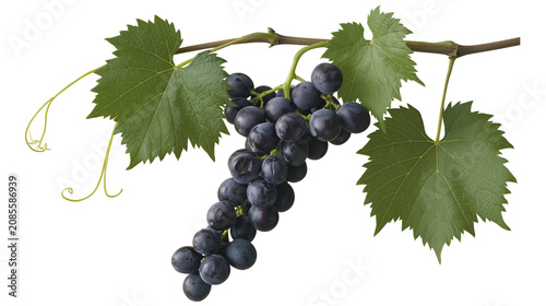 Foto Dark purple grapes on vine with green leaves and tendrils