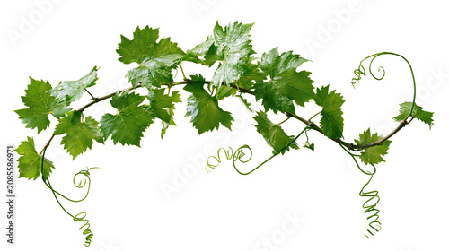 Canvas Print Green grape vine branch with leaves and tendrils