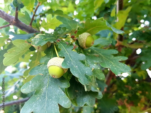 Green Acorns Growing Oak Tree Branch