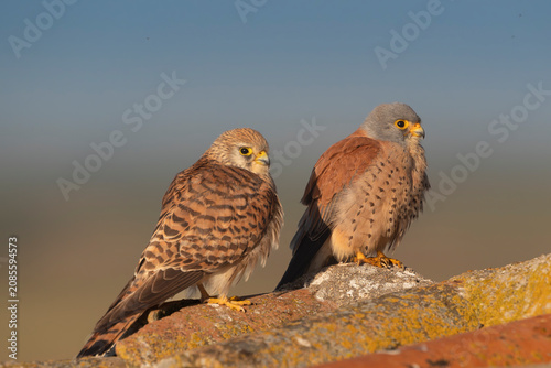 A male and female Lesser Kestrel (Falco naumanni) perched together on a rustic tiled roof in El Taray, Spain. Golden hour wildlife stock photography.