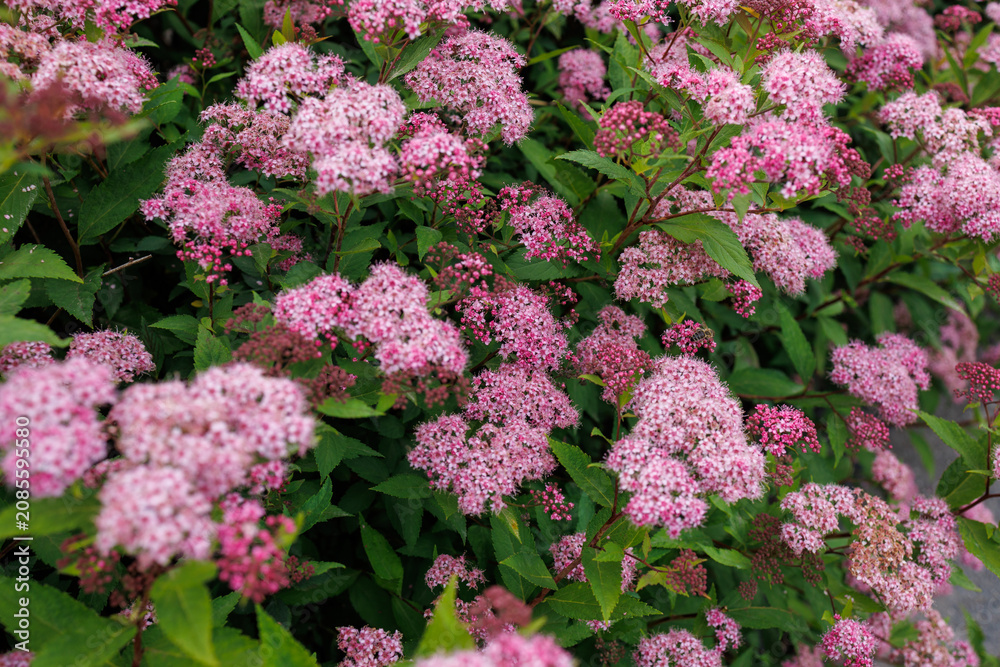 Obraz premium Dense pink spirea blossoms creating colorful flowering hedge beside a pedestrian pathway