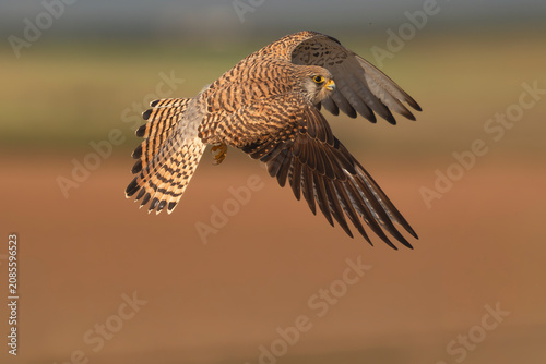 A female Common Kestrel - Falco tinnunculus soaring in mid-air during flight against a warm blurred background in El Taray, Toledo, Spain. Stock photo of a European raptor or falcon.
