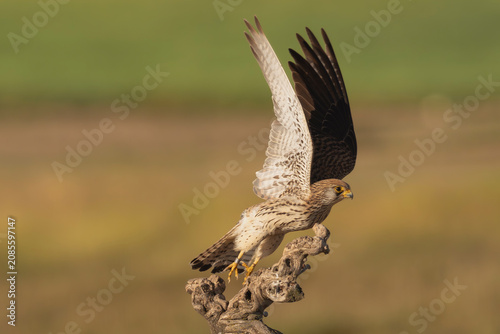 Common kestrel (Falco tinnunculus) taking off from a gnarled branch in El Taray, Spain. Wildlife stock photography.