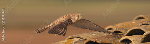 Lesser kestrel - Falco naumanni taking off from a tiled roof in El Taray, Spain. Action stock photography of a small falcon in flight with a soft, blurred background.