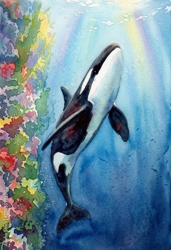 Orca whale in ocean 