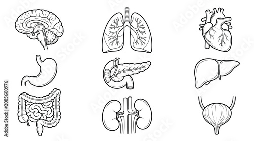 Human Organs Vector Set – Brain, Heart, Lungs, Liver, Kidneys & Digestive System