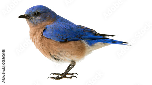 Photography Eastern Bluebird with blue wings and brown chest