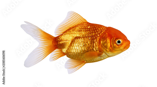 Slika na platnu Orange goldfish with flowing fins and scales