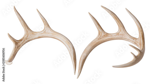 Obraz na płótnie Deer Antlers Pair Natural Bone Texture
