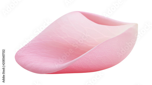 Fotografie Delicate pink rose petal with fine veins