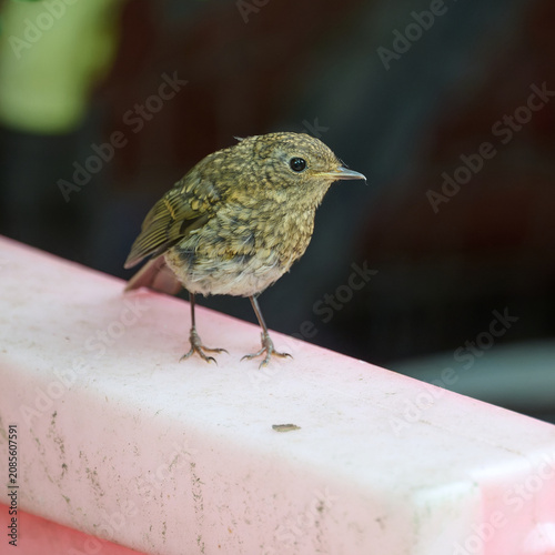 Quadro su tela portrait of a juvenile robin