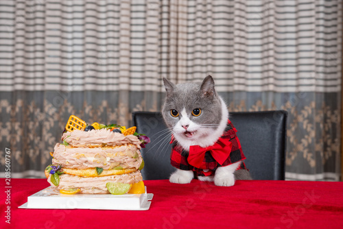 Bild auf Leinwand A cute grey and white British Shorthair cat wearing red plaid shirt and big red