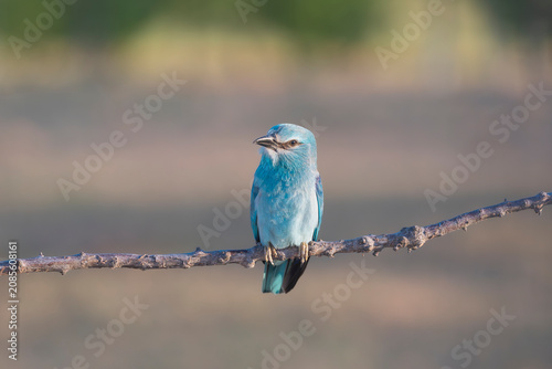 European roller (Coracias garrulus) perched on a branch in El Taray, Spain. Vibrant turquoise blue wild bird portrait, perfect for nature stock photography.