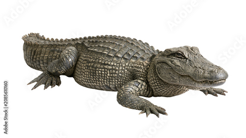 Schilderij op canvas Alligator reptile with scaly skin and sharp claws lying down