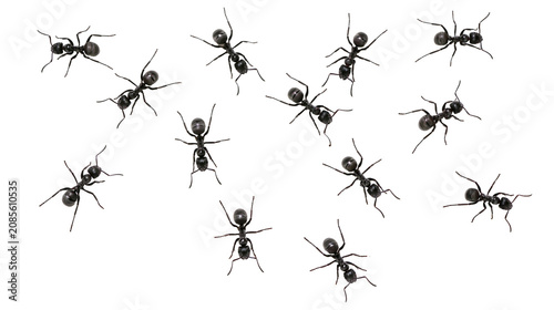 Group of black ants scattered on white surface